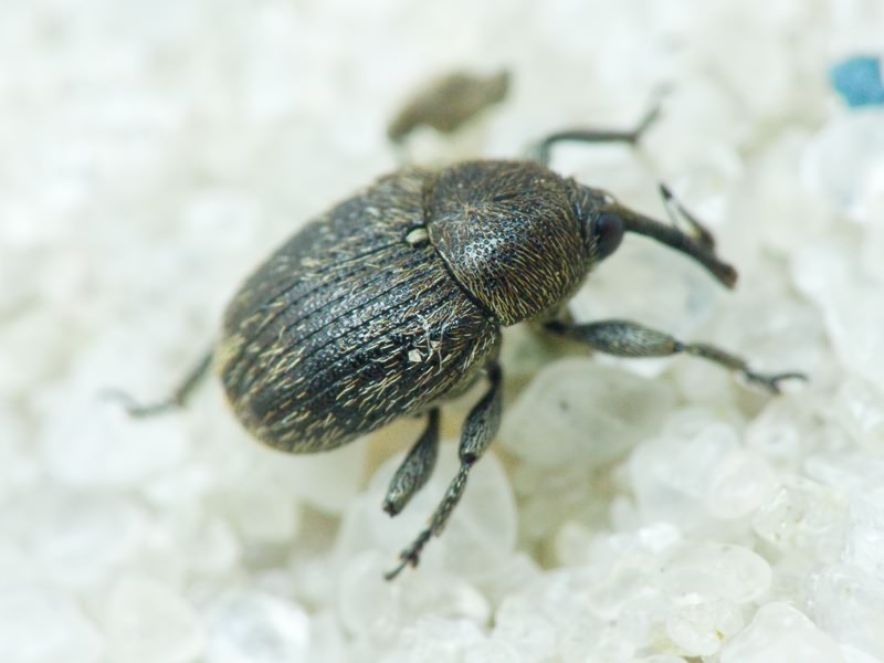 Rhinusa Stephens, 1831